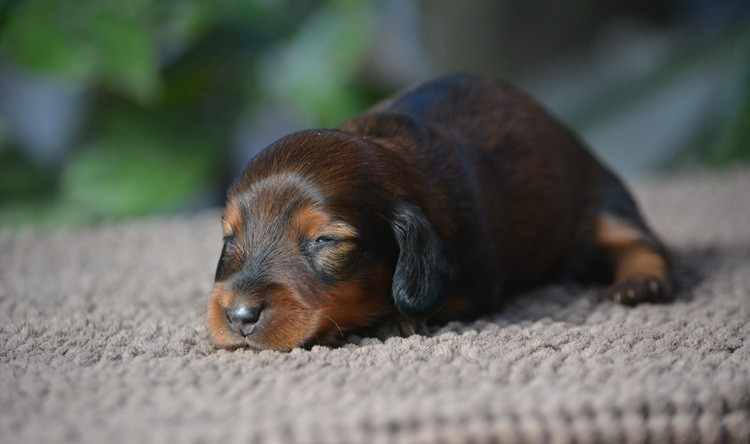 du Chevalier Gascon - Chiots disponibles - Teckel poil long