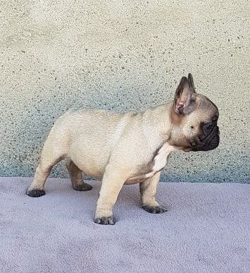 du Chevalier Gascon - Bouledogue français - Portée née le 01/08/2018