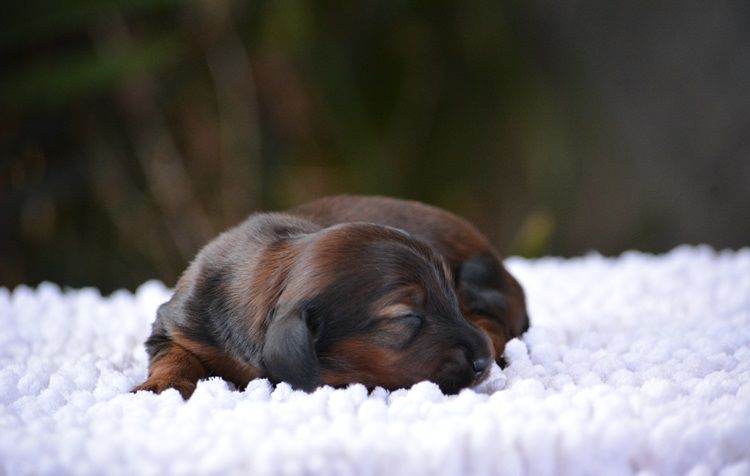 Chiot Teckel poil long du Chevalier Gascon