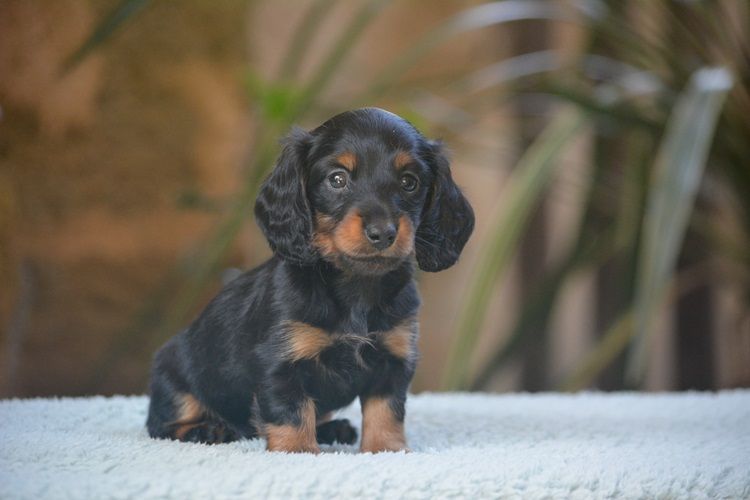 du Chevalier Gascon - Chiots disponibles - Teckel poil long