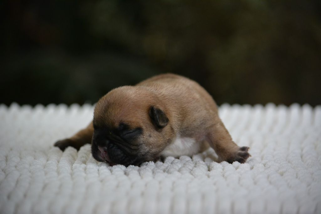 du Chevalier Gascon - Chiots disponibles - Bouledogue français