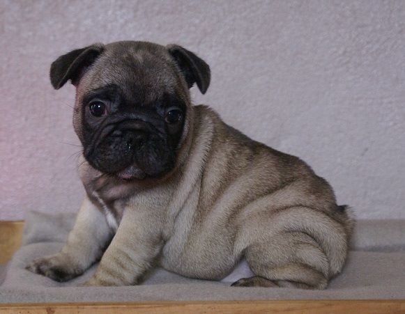 Chiot Bouledogue français du Chevalier Gascon