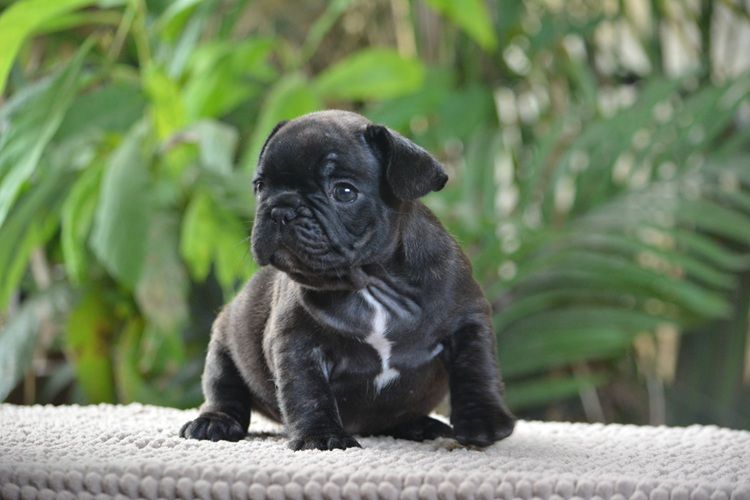 du Chevalier Gascon - Chiots disponibles - Bouledogue français