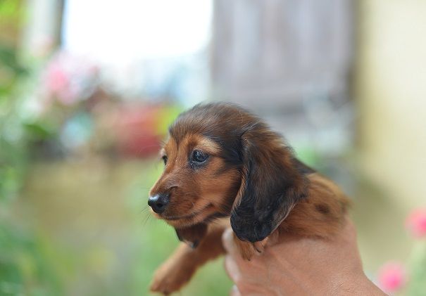 du Chevalier Gascon - Teckel poil long - Portée née le 01/07/2022