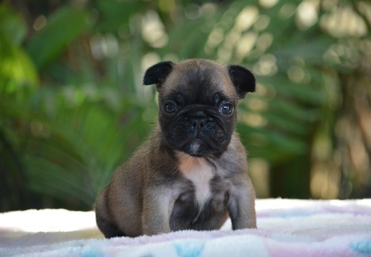 du Chevalier Gascon - Chiots disponibles - Bouledogue français