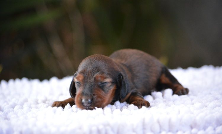 du Chevalier Gascon - Chiots disponibles - Teckel poil long