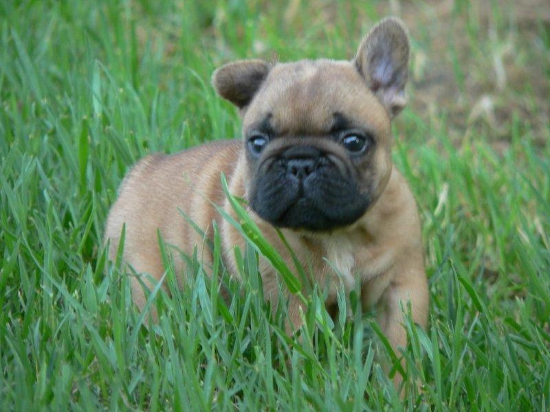 du Chevalier Gascon - Bouledogue français - Portée née le 16/07/2011
