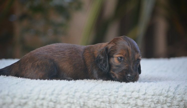 du Chevalier Gascon - Chiots disponibles - Teckel poil long