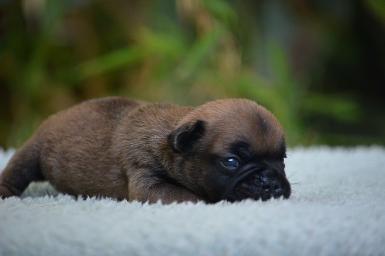 du Chevalier Gascon - Chiots disponibles - Bouledogue français