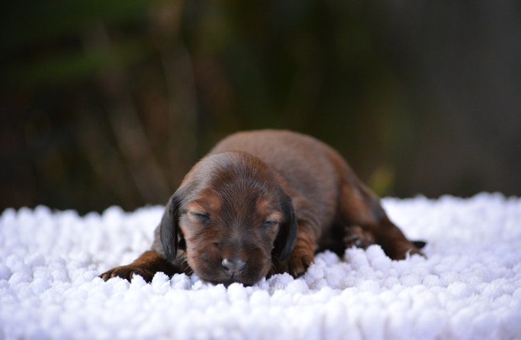 du Chevalier Gascon - Chiots disponibles - Teckel poil long