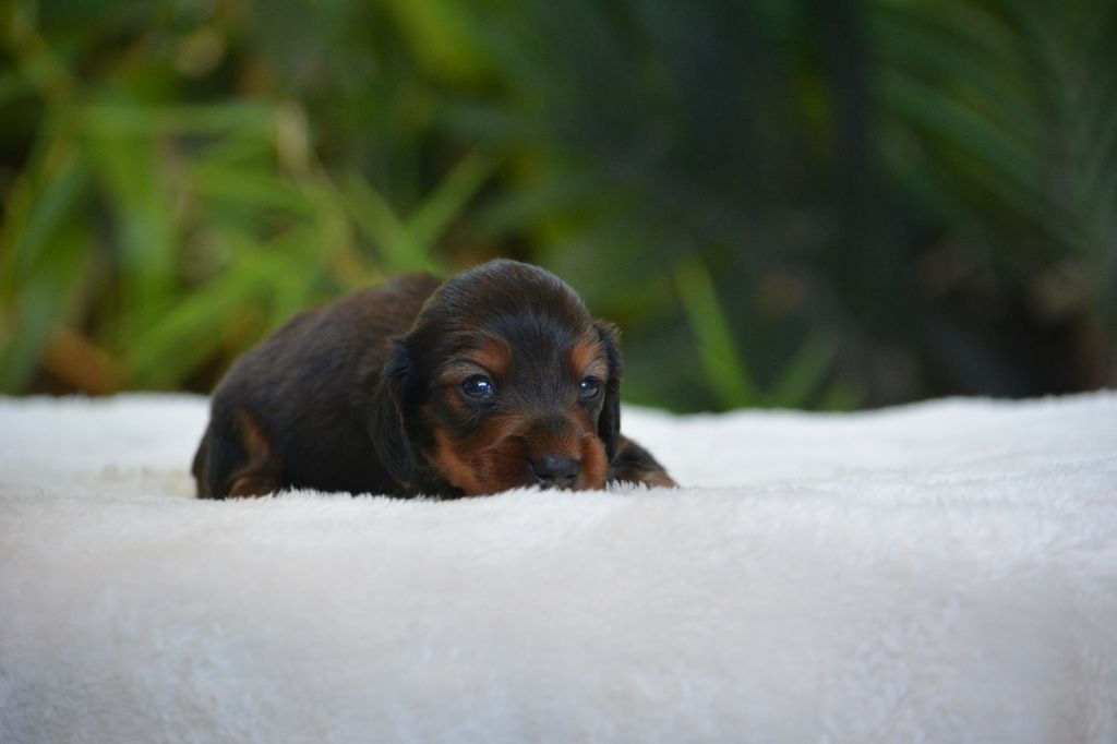 du Chevalier Gascon - Chiots disponibles - Teckel poil long