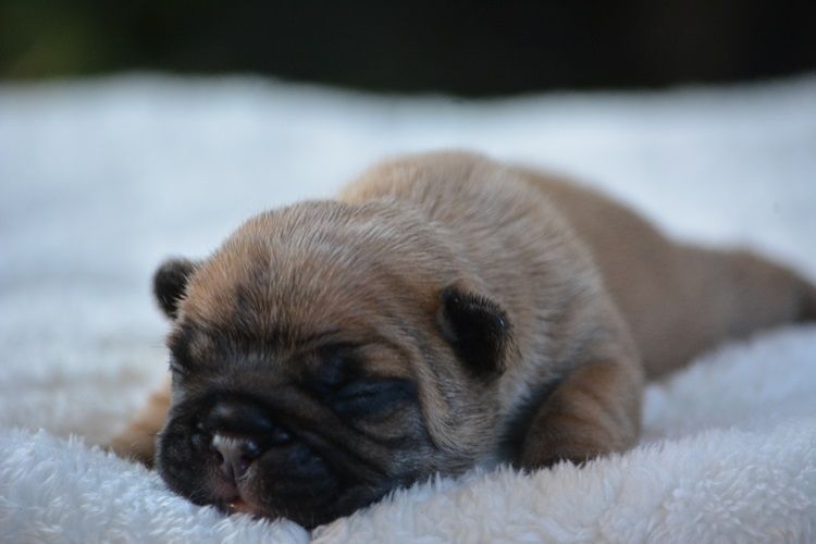 du Chevalier Gascon - Chiots disponibles - Bouledogue français
