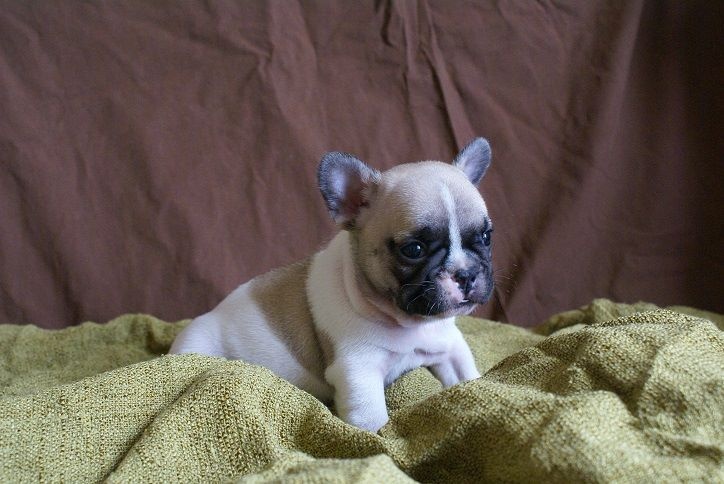 Chiot Bouledogue français du Chevalier Gascon