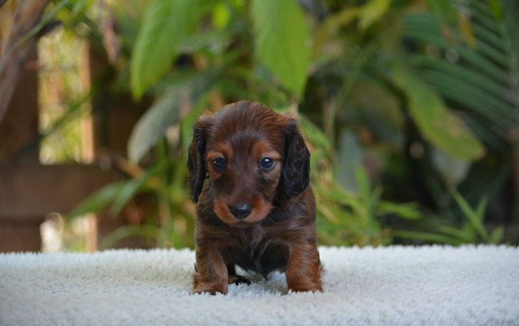 du Chevalier Gascon - Chiots disponibles - Teckel poil long