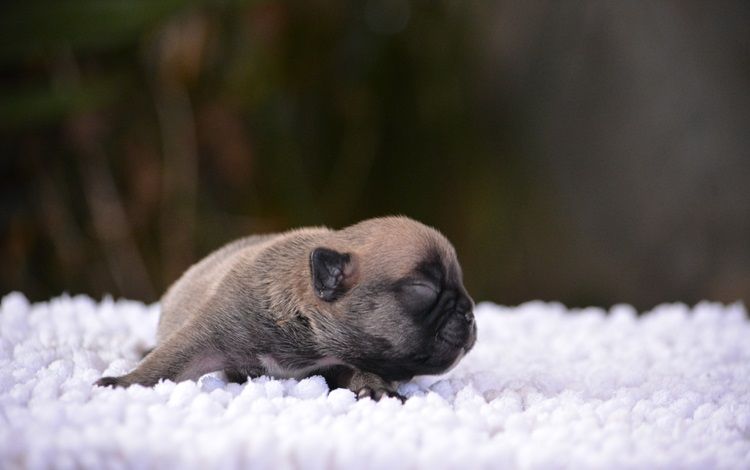 du Chevalier Gascon - Chiots disponibles - Bouledogue français