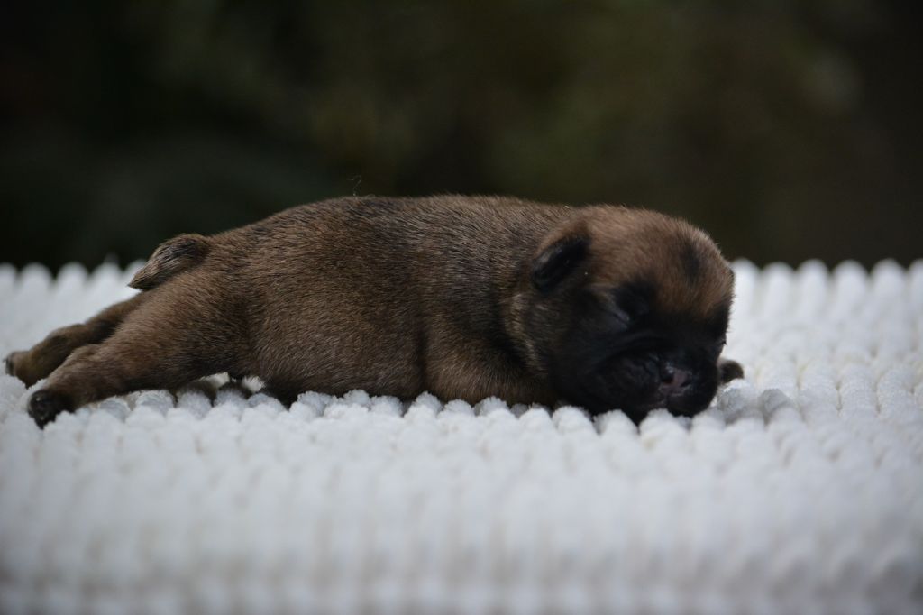 du Chevalier Gascon - Chiots disponibles - Bouledogue français