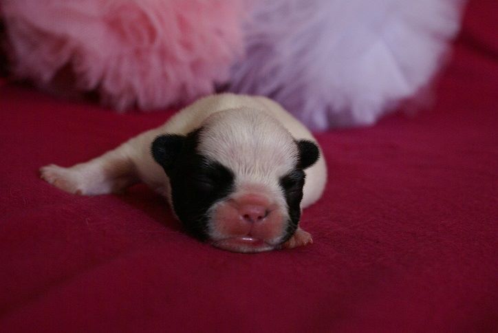 du Chevalier Gascon - Bouledogue français - Portée née le 29/08/2019