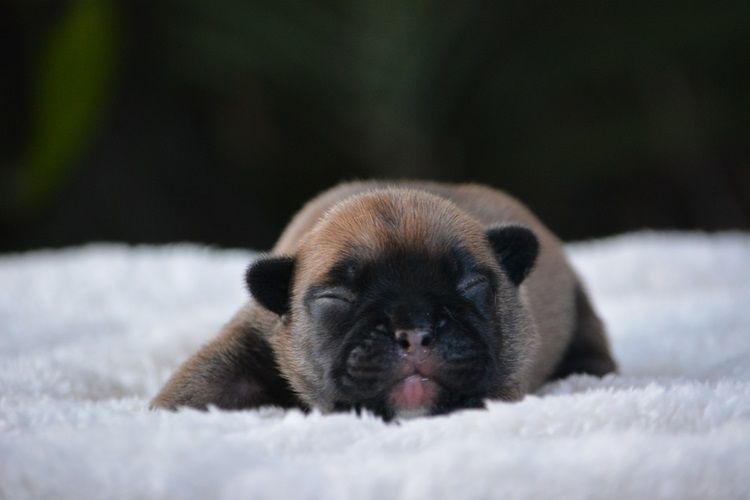 du Chevalier Gascon - Chiots disponibles - Bouledogue français