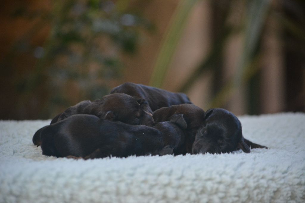 du Chevalier Gascon - Chiots disponibles - Teckel poil long