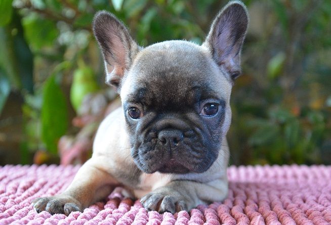 du Chevalier Gascon - Bouledogue français - Portée née le 22/08/2023