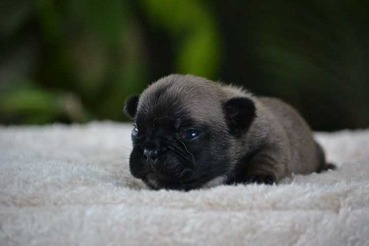 du Chevalier Gascon - Chiots disponibles - Bouledogue français