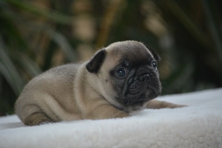 du Chevalier Gascon - Chiots disponibles - Bouledogue français