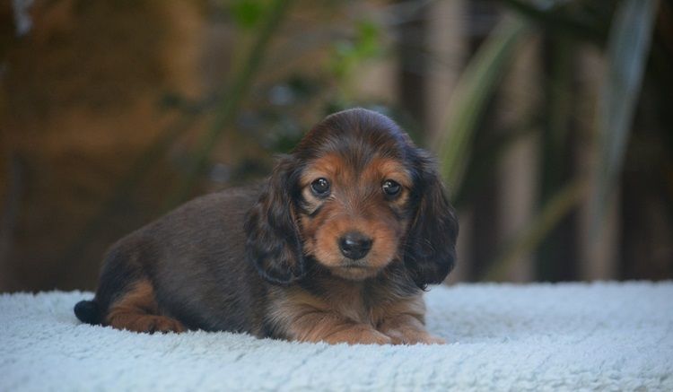 du Chevalier Gascon - Chiots disponibles - Teckel poil long