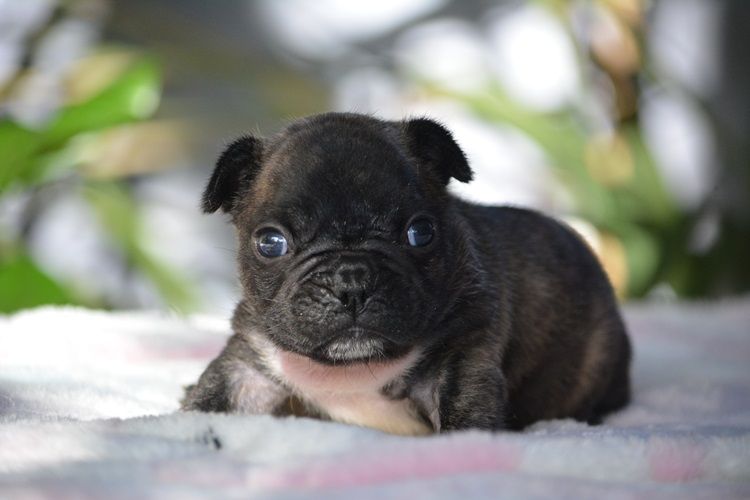 du Chevalier Gascon - Chiots disponibles - Bouledogue français