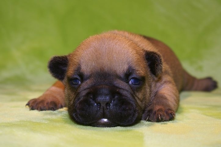 Chiot Bouledogue français du Chevalier Gascon