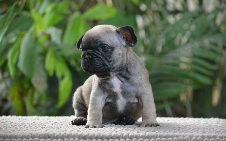 du Chevalier Gascon - Chiots disponibles - Bouledogue français