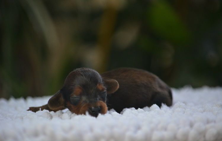 du Chevalier Gascon - Chiots disponibles - Teckel poil long