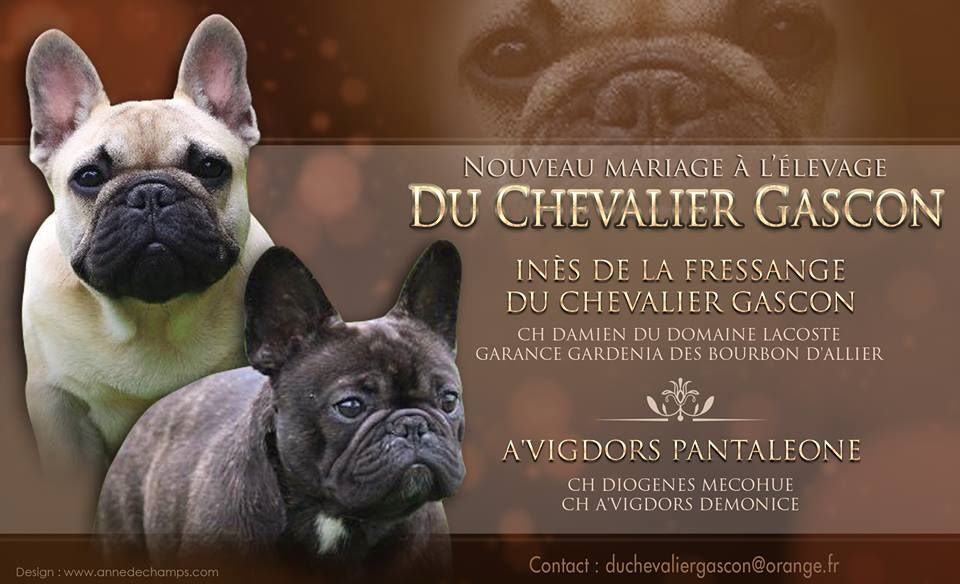 du Chevalier Gascon - Bouledogue français - Portée née le 30/11/2017
