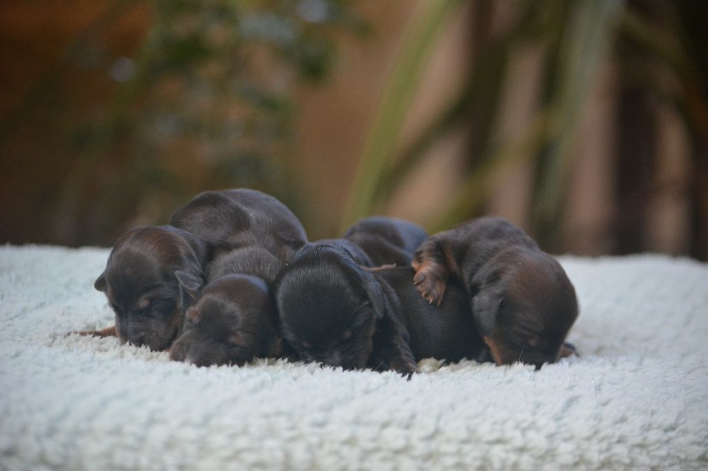 du Chevalier Gascon - Chiots disponibles - Teckel poil long