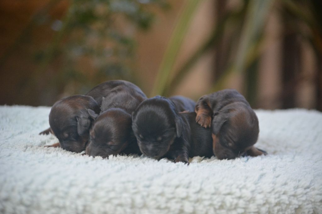du Chevalier Gascon - Chiots disponibles - Teckel poil long