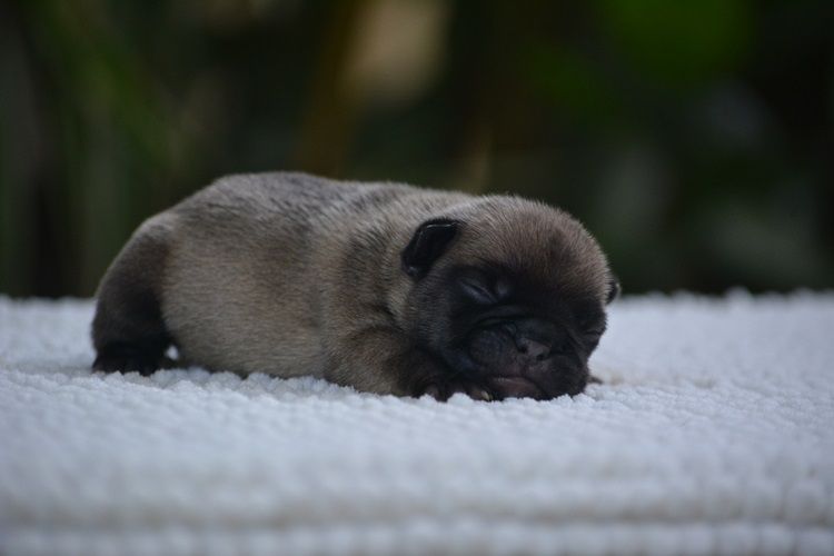 du Chevalier Gascon - Chiots disponibles - Bouledogue français