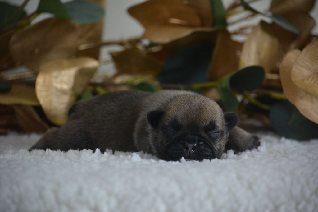 du Chevalier Gascon - Chiots disponibles - Bouledogue français