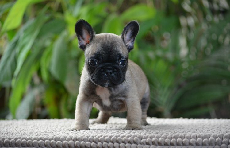 du Chevalier Gascon - Chiots disponibles - Bouledogue français
