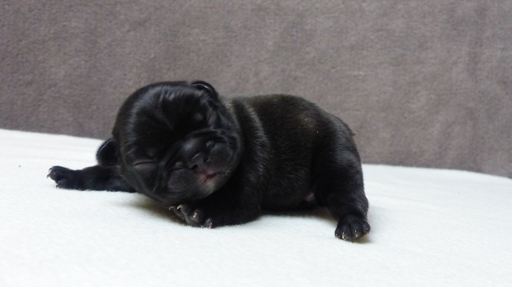 du Chevalier Gascon - Bouledogue français - Portée née le 04/03/2022