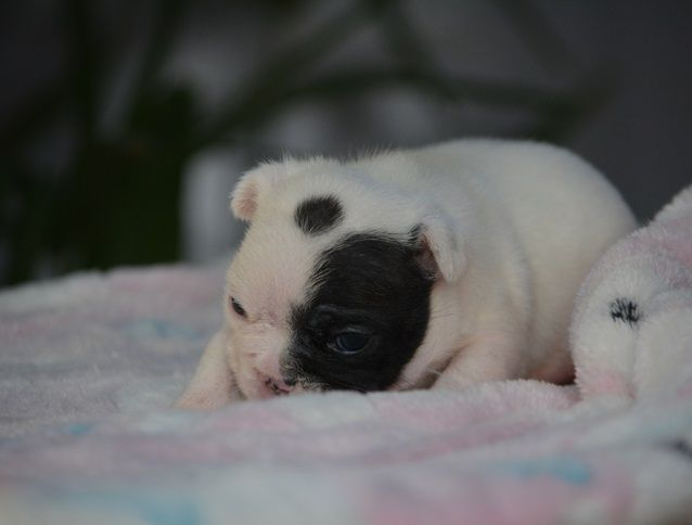 du Chevalier Gascon - Chiots disponibles - Bouledogue français