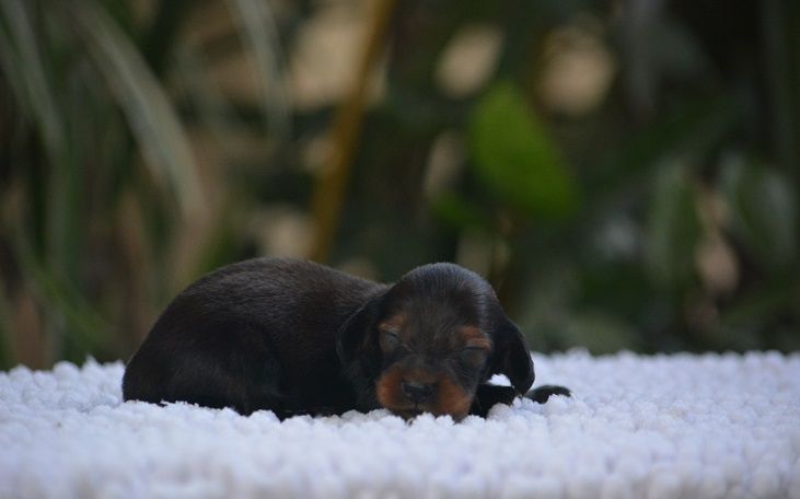 du Chevalier Gascon - Chiots disponibles - Teckel poil long