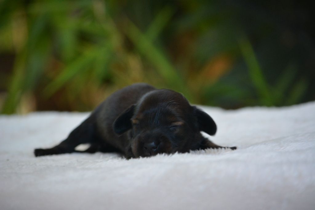 du Chevalier Gascon - Chiots disponibles - Teckel poil long