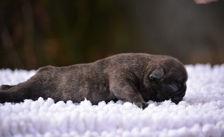 du Chevalier Gascon - Chiots disponibles - Bouledogue français