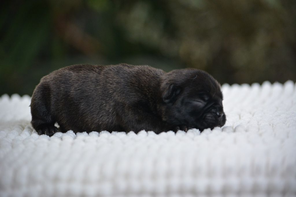 du Chevalier Gascon - Chiots disponibles - Bouledogue français