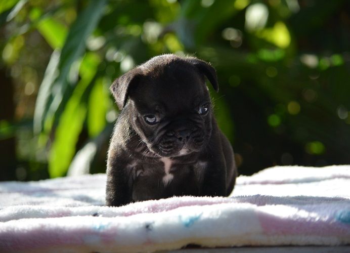 du Chevalier Gascon - Chiots disponibles - Bouledogue français