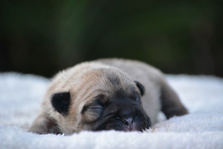 du Chevalier Gascon - Chiots disponibles - Bouledogue français