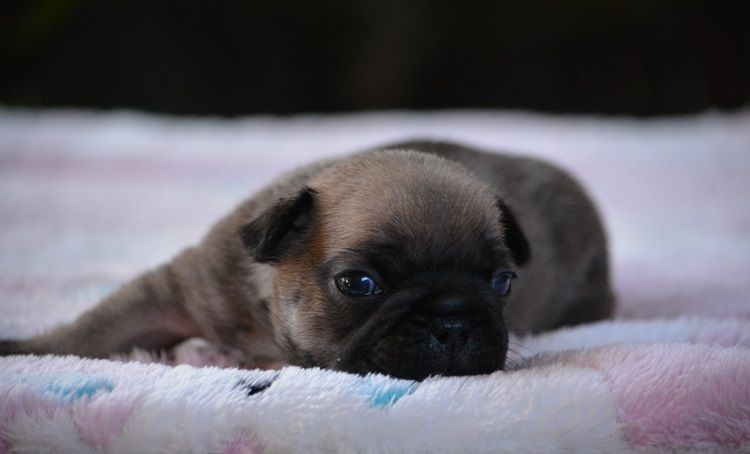 du Chevalier Gascon - Chiots disponibles - Bouledogue français