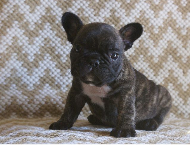 Chiot Bouledogue français du Chevalier Gascon