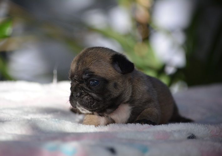 du Chevalier Gascon - Chiots disponibles - Bouledogue français