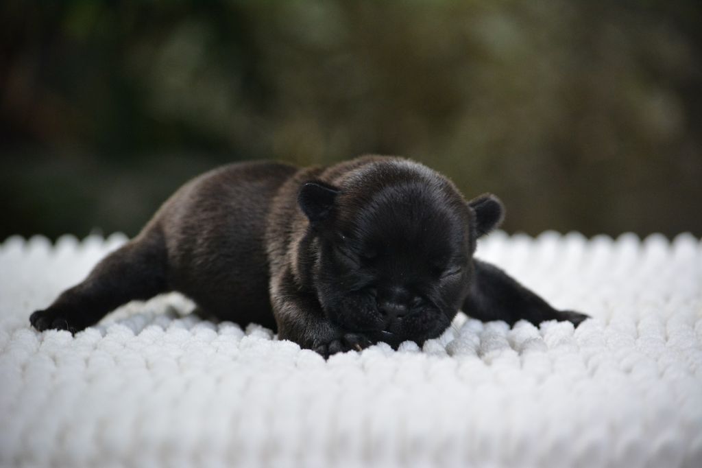 du Chevalier Gascon - Chiots disponibles - Bouledogue français