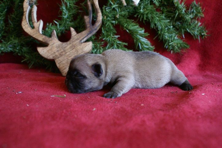 du Chevalier Gascon - Bouledogue français - Portée née le 15/12/2017